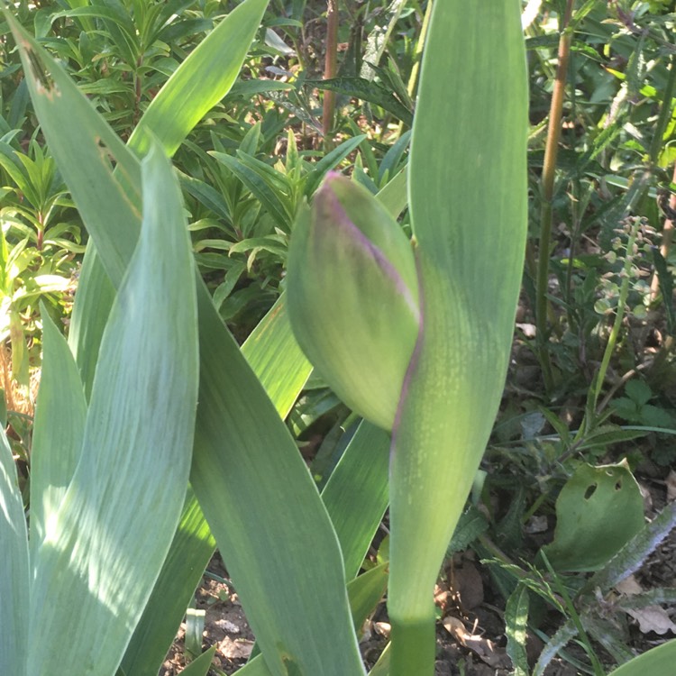 Plant image Iris x germanica 'Jane Phillips'