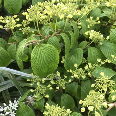 Viburnum plicatum f. tomentosum 'Mariesii' syn. Viburnum mariesii