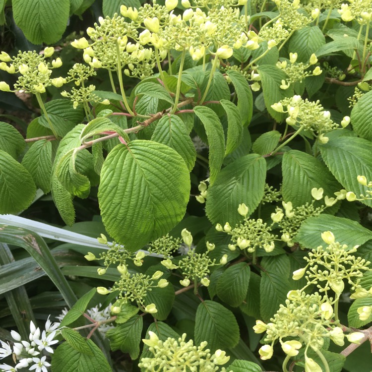 Plant image Viburnum plicatum f. tomentosum 'Mariesii' syn. Viburnum mariesii