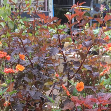 Physocarpus opulifolius 'Monlo' syn. Physocarpus opulifolius 'Diabolo'