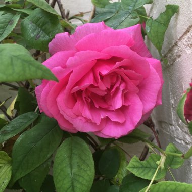 Rosa 'Zephirine Drouhin'