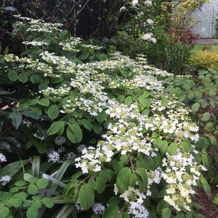 Plant image Viburnum plicatum f. tomentosum 'Mariesii' syn. Viburnum mariesii