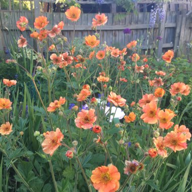 Geum 'Totally Tangerine'