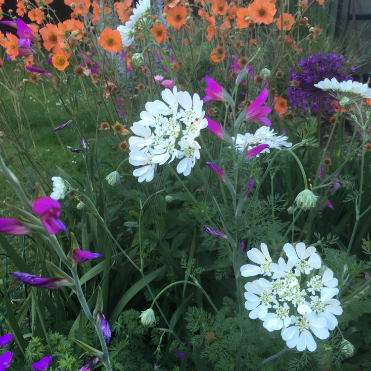 Plant image Orlaya Grandiflora