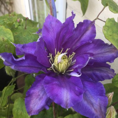 Clematis 'Chevalier'™ evipo040