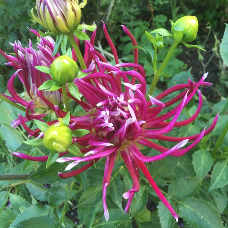 Plant image Dahlia 'Hollyhill Spiderwoman'