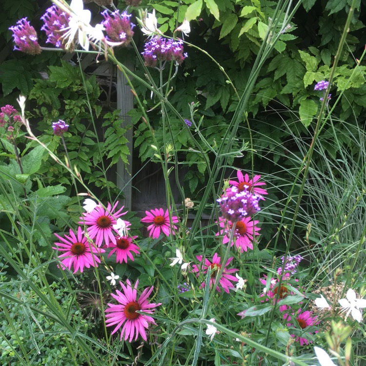 Plant image Echinacea purpurea 'Rubinstern' syn Echinacea purpurea 'Ruby Star'