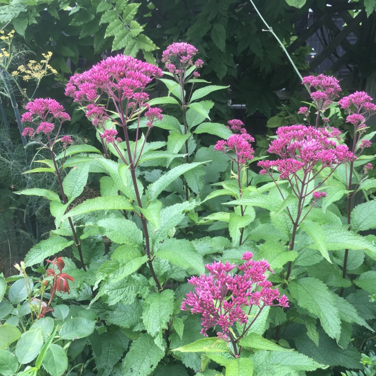 Plant image Eupatorium dubium 'Baby Joe'