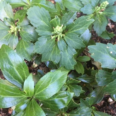 Pachysandra terminalis