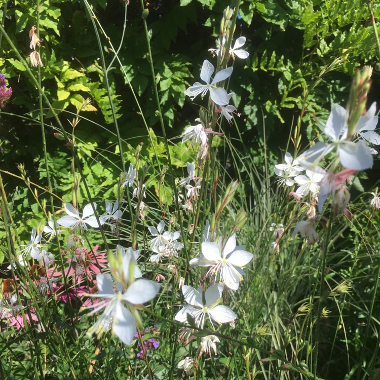 Plant image Oenothera lindheimeri 'The Bride' syn. Gaura lindheimeri 'The Bride'