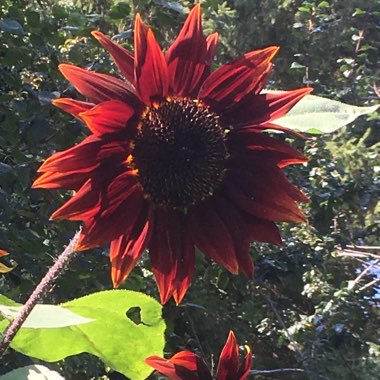 Helianthus annuus 'Black Magic'