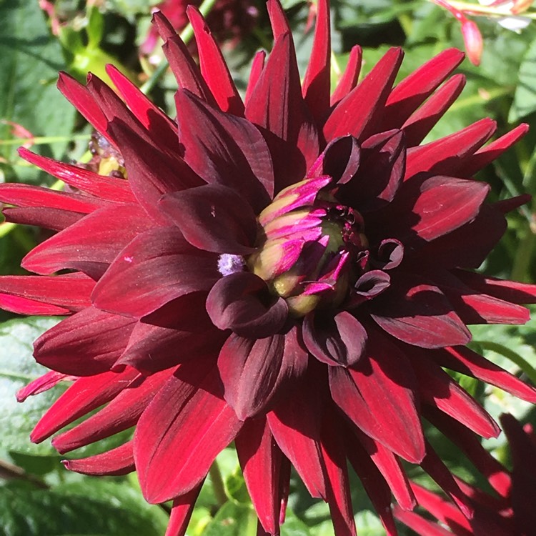 Plant image Dahlia 'Tamburo'