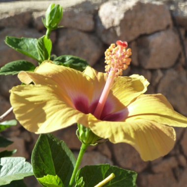 Hibiscus rosa-sinensis