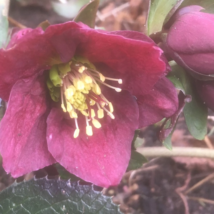 Plant image Helleborus x hybridus 'Red Lady' (Lady Series)