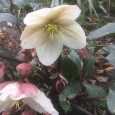 Helleborus x ericsmithii 'Winter Sunshine'