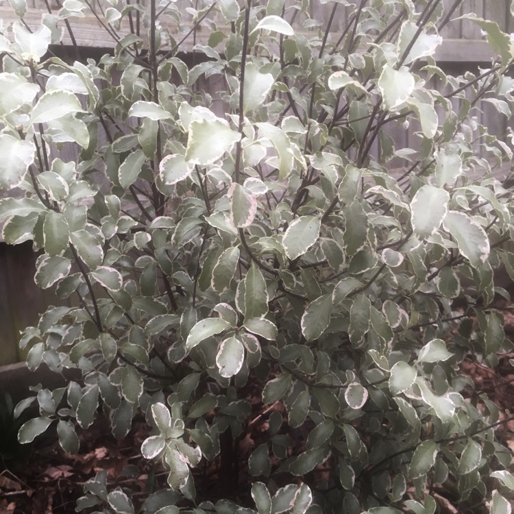 Plant image Pittosporum tenuifolium 'Silver Queen'