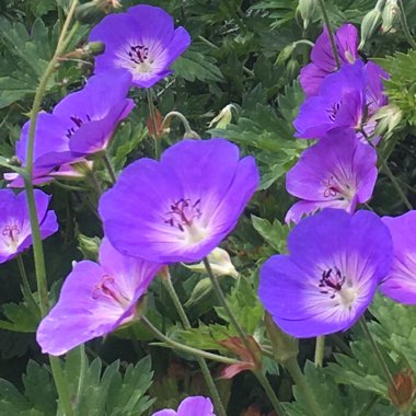 Geranium 'Gerwat' syn. Geranium 'Rozanne'