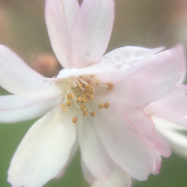 Plant image Prunus x subhirtella 'Autumnalis Rosea'