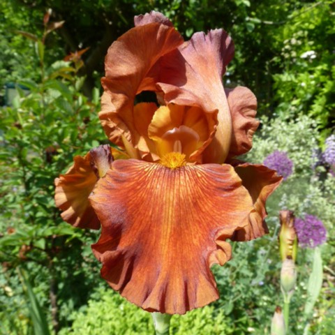 Plant image Iris x germanica 'Sultan's Palace'