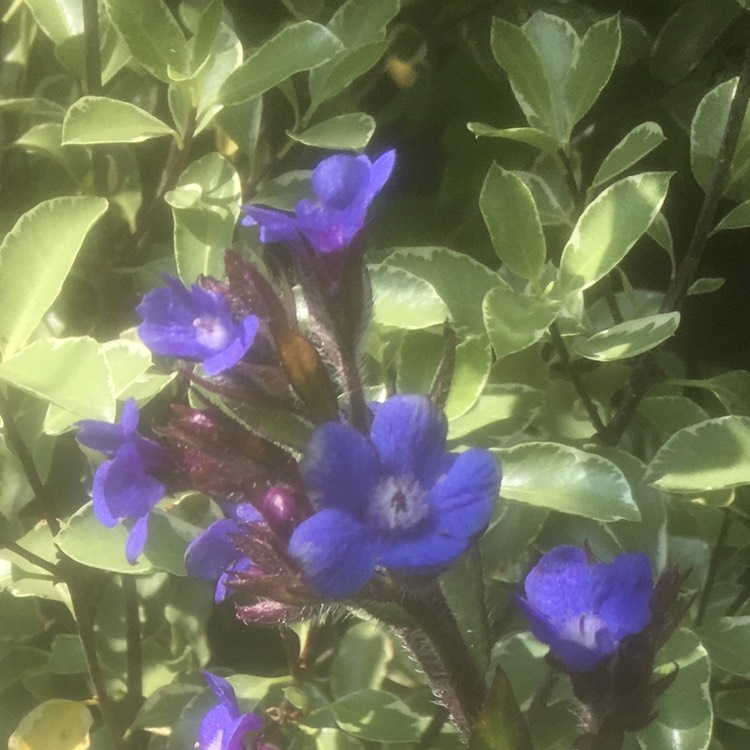 Plant image Anchusa azurea 'Loddon Royalist'