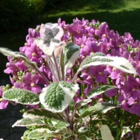 Plant image Salvia officinalis 'Tricolor'