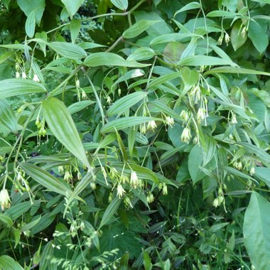 Disporum uniflorum syn. Disporum flavens ;  Disporum sessile flavens