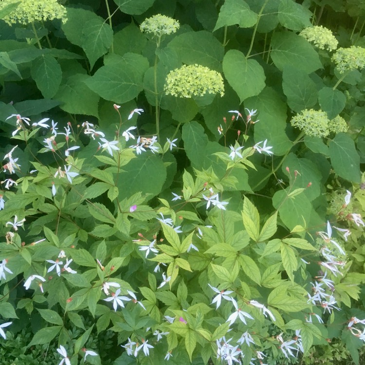 Plant image Gillenia trifoliata