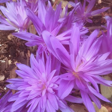 Colchicum 'Waterlily'