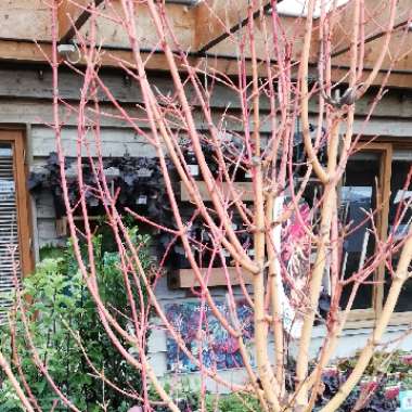 Acer Palmatum 'Bi Ho'