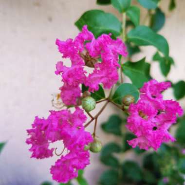 Crepe Myrtle