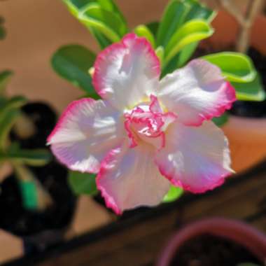 Desert Rose