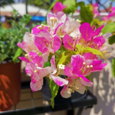 Bougainvillea