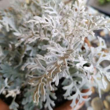 Dusty Miller