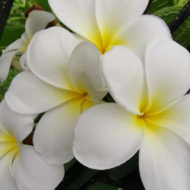 Frangipani 'Snow White'