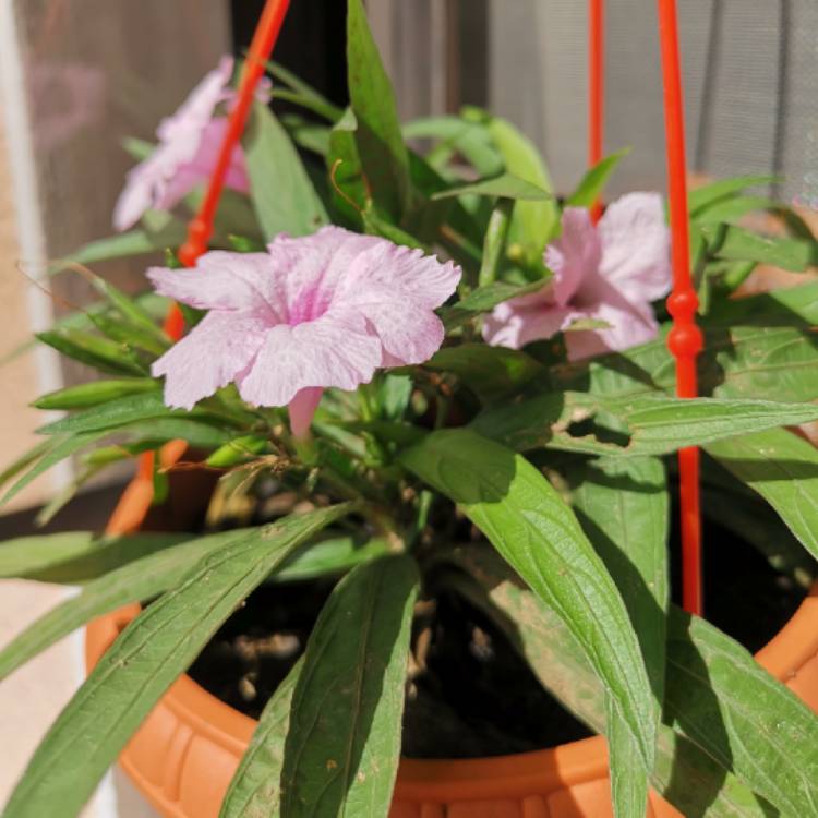 Plant image Ruellia brittoniana 'Katie'