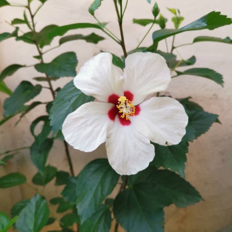 Plant image Hibiscus moscheutos 'Balhibwhi' (Luna Series) syn. Hibiscus moscheutos 'Luna White'