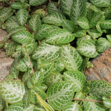 Episcia Cupreata