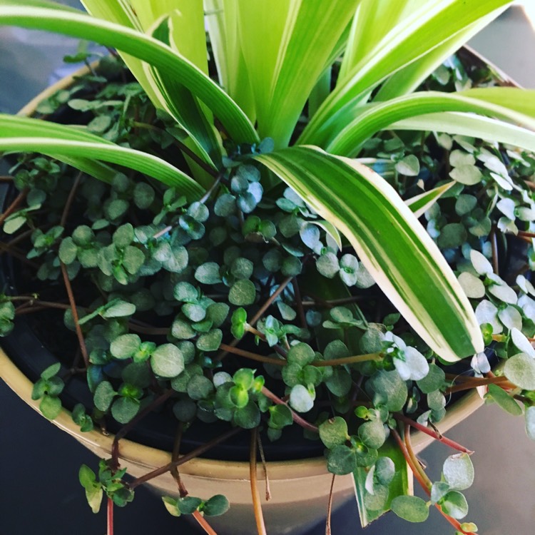 Plant image Pilea Glauca 'Silver Sprinkles' syn. Pilea libanensis 'Silver Sprinkles'