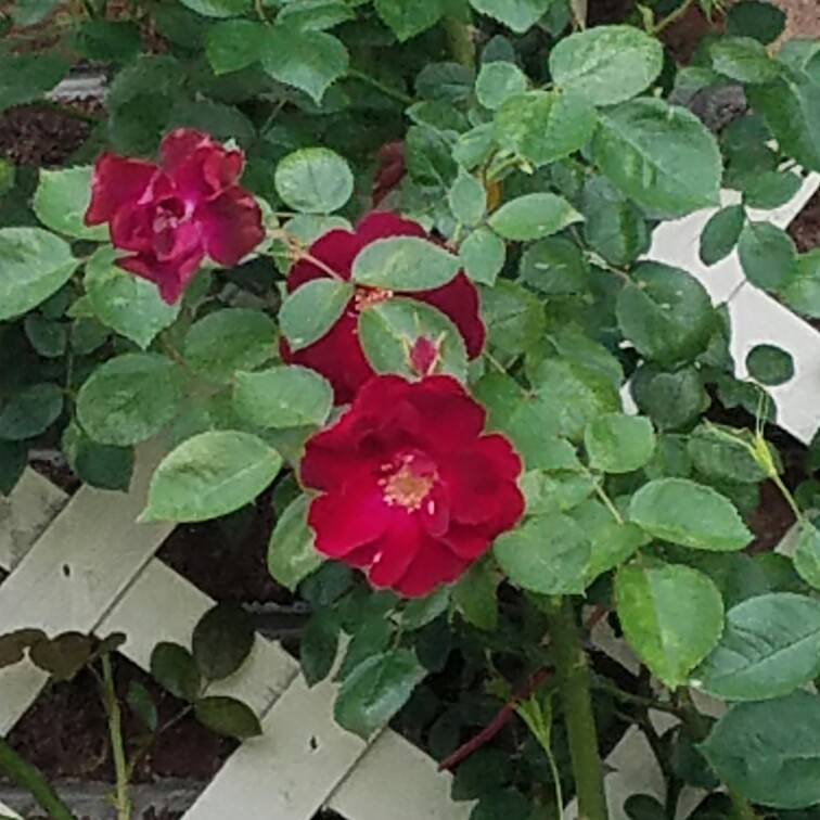 Rose (Floribunda)