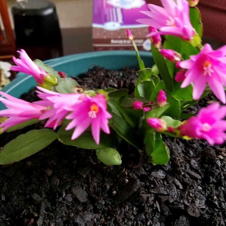 Easter Cactus