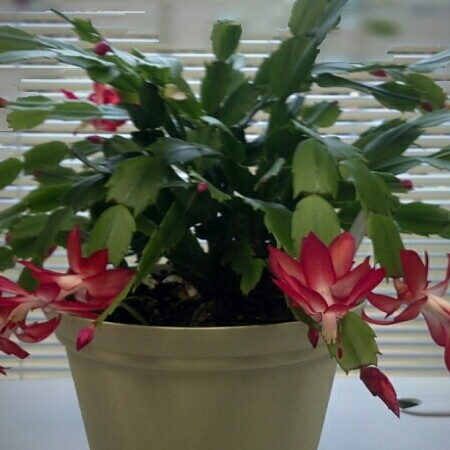 Christmas Cactus