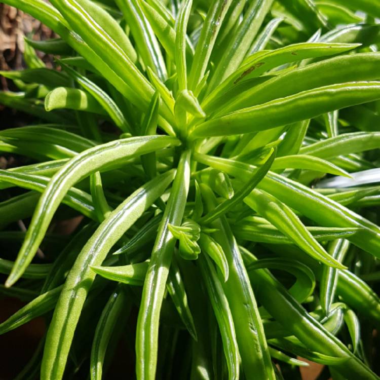 Plant image Peperomia nivalis