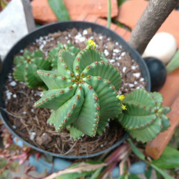 Plant image Euphorbia fruticosa