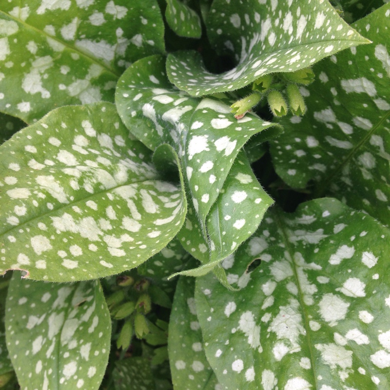 Plant image Pulmonaria officinalis 'Sissinghurst White'