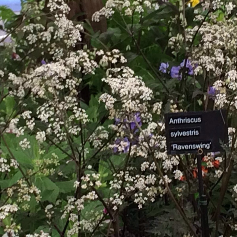 Plant image Anthriscus sylvestris 'Ravenswing'