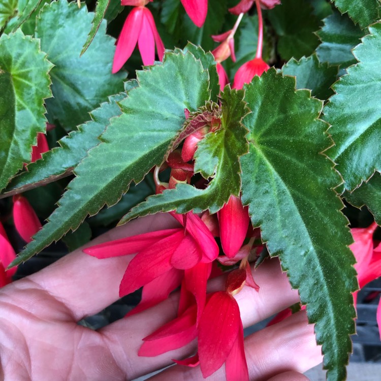 Plant image Begonia 'Waterfall Encanto Red' (Waterfall Series)