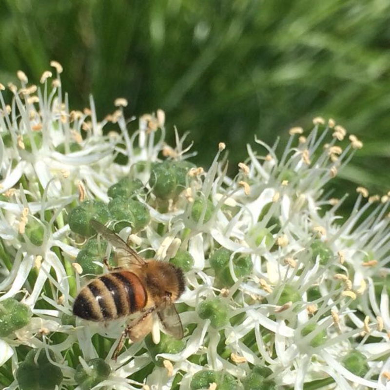 Plant image Allium stipitatum 'White Giant'