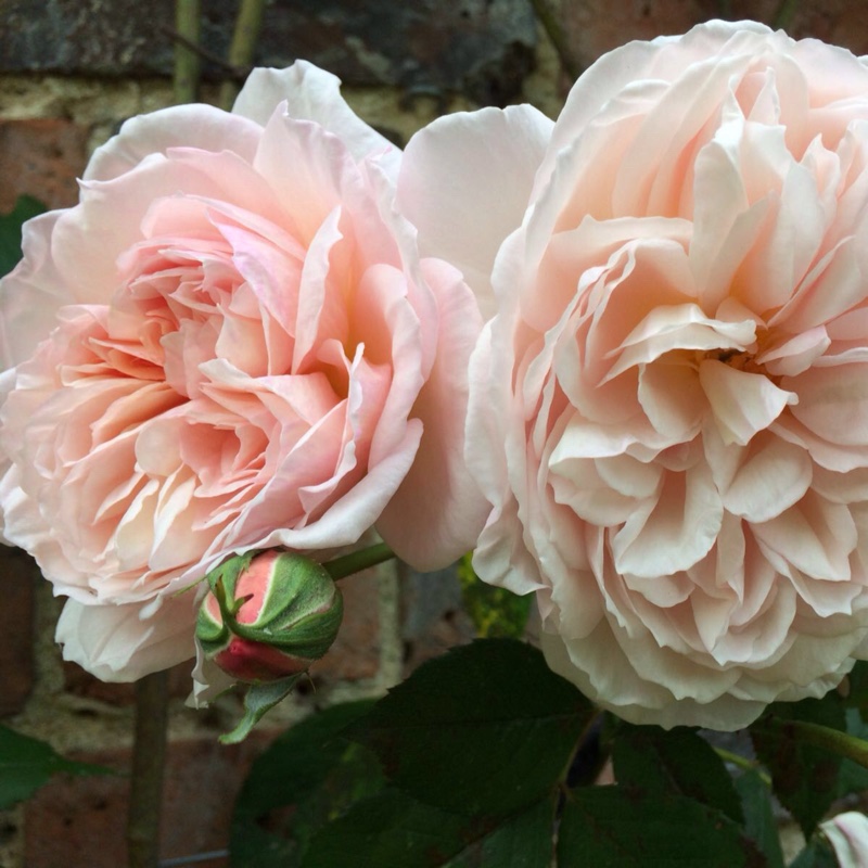 Plant image Rosa 'Ausled' syn. Rosa 'A Shropshire Lad'