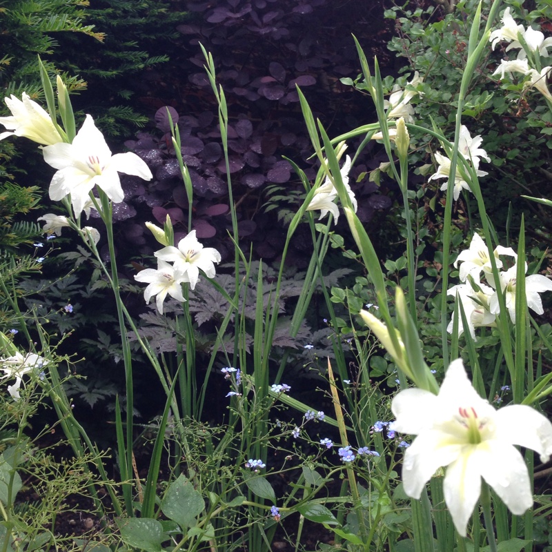 Plant image Gladiolus x colvillii 'Albus' syn. Gladiolus x colvillei 'Nana Alba'