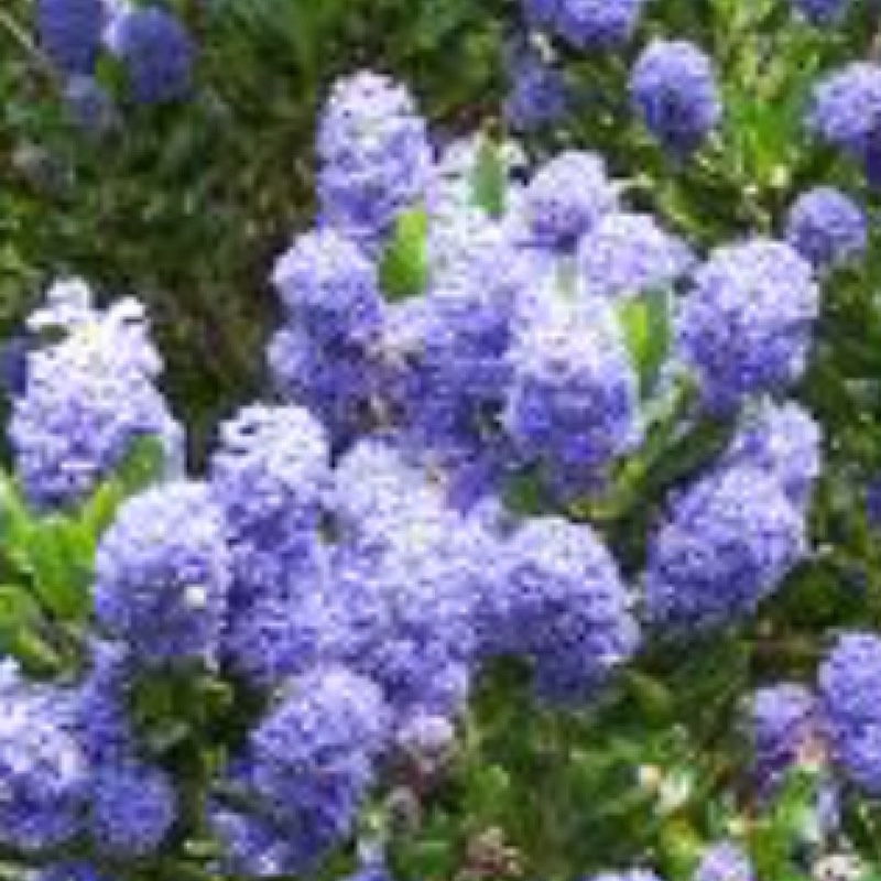 Plant image Ceanothus thyrsiflorus var. repens syn. Ceanothus repens